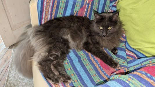 PXL_20240719_160754859.jpg PXL_20240719_160754859.jpg