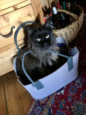 IMG_2185.jpeg IMG_2185.jpeg