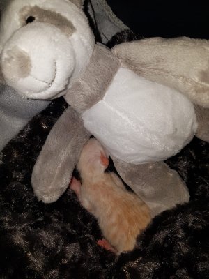 WhatsApp Bild 2022-08-21 um 19.36.02_1063d66b.jpg WhatsApp Bild 2022-08-21 um 19.36.02_1063d66b.jpg