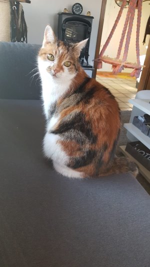 WhatsApp Bild 2022-12-15 um 13.43.33_db352571.jpg WhatsApp Bild 2022-12-15 um 13.43.33_db352571.jpg