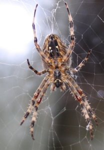 12.09.10 027... [1600x1200].JPG