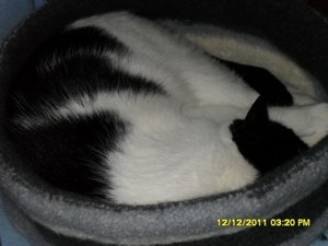 Angel+Beddie 015 [800x600].jpg