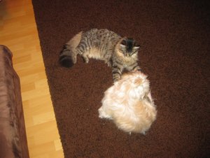 Lancelot 005_1094x821.jpg