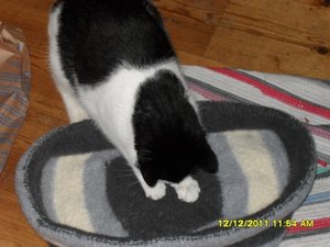 Angel+Beddie 008 [800x600].jpg