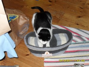 Angel+Beddie 009 [800x600].jpg