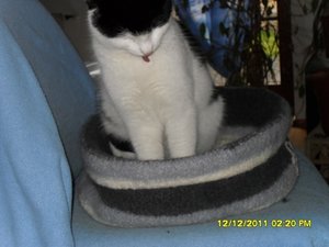 Angel+Beddie 010 [800x600].jpg