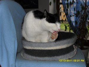 Angel+Beddie 011 [800x600].jpg