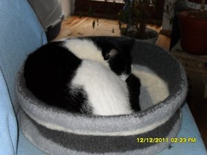 Angel+Beddie 013 [800x600].jpg