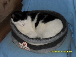 Angel+Beddie 014 [800x600].jpg