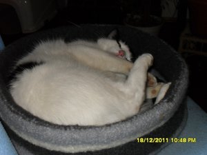 Zusammenführung der anderen Art 011 [800x600].jpg