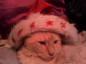 Unsere Weihnachtskatzen  (10).jpg