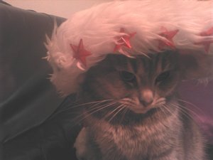 Unsere Weihnachtskatzen2 (3).jpg