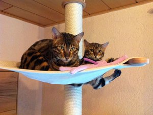 ImageUploadedByTapatalk HD1324648049.142401.jpg