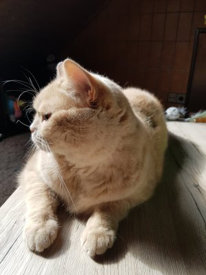 Justus Seitenprofil.jpg