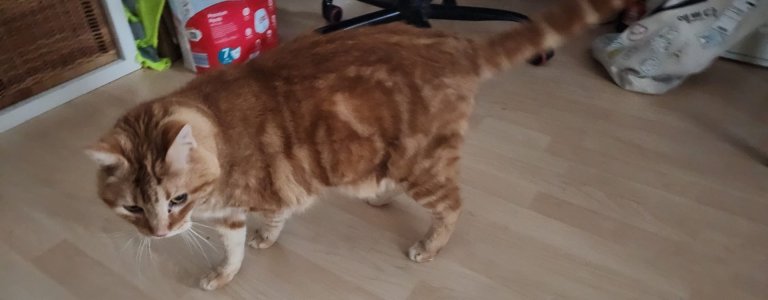 WhatsApp Bild 2024-12-08 um 14.36.33_5fa208cd.jpg