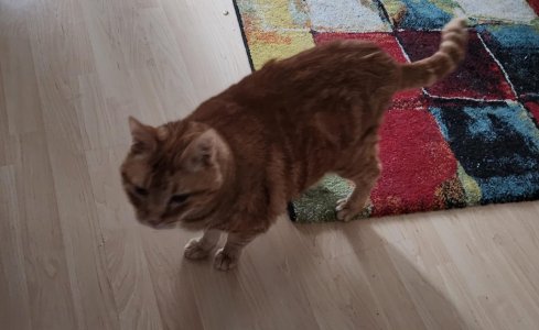 WhatsApp Bild 2024-12-08 um 14.36.33_db3aed84.jpg