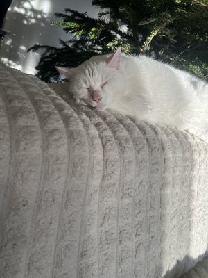 IMG_5082.jpeg IMG_5082.jpeg