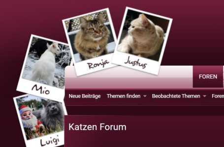 KatzenHeader.jpg
