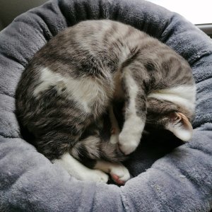 Larry fühlt sich wohl.jpg