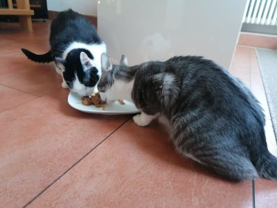 Maggie und Larry fressen zusammen.jpg