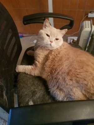 20250408_083959.jpg Wollschaf.jpg