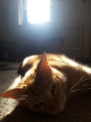 20180606_180450 (1).jpg Sonne, Schatten, Sherlock.jpg