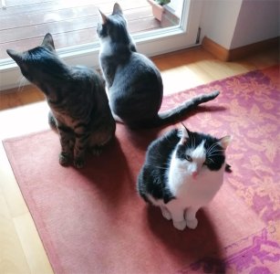 Das Dreiergespann.jpg