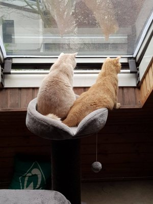 IMG-20190406-WA0003.jpg Justus und Sherlock.jpg