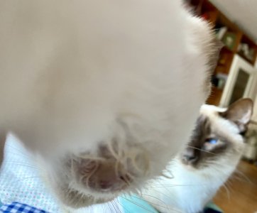 IMG_9337.jpeg IMG_9337.jpeg