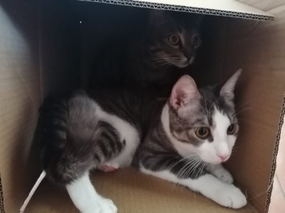 Eddie und Larry im Karton.jpg