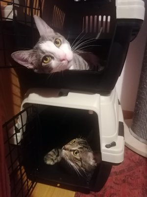 Eddie und Larry in der Transportbox.jpg