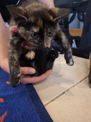 WhatsApp Image 2025-07-19 at 18.19.57 (3).jpeg