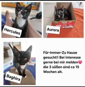 3 kleine Kazten aus Balingen.jpeg