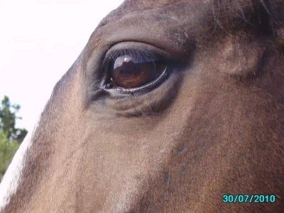 Fibo Auge_Juli2020102013620verkleinert.jpg