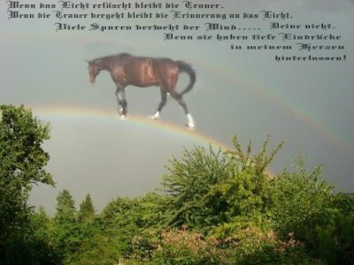 Fibo auf dem Regenbogen.jpg