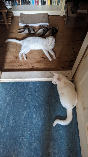 PXL_20250814_172537986.MP.jpg PXL_20250814_172537986.MP.jpg