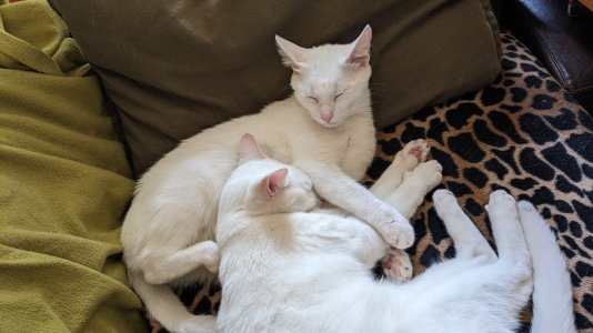 PXL_20250817_145605150.MP.jpg PXL_20250817_145605150.MP.jpg