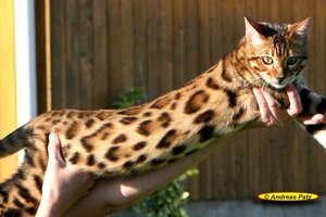 01 Bengalkater Internationaler Champion Al Jannas Best of Xtreme.jpg