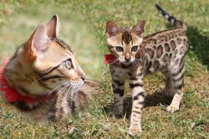 02 Bengalkitten Adelheid 12 Wochen 01.jpg