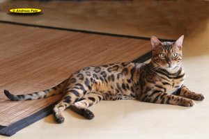 05 Bengalkater Born 2 Be Wild i.jpg