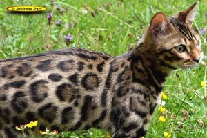 01 Zucht Bengalkatze Al Jannas Love Me.jpg
