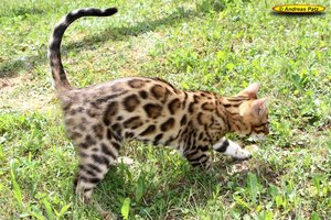 10 Bengalkater Zorro 14 Wochen alt.jpg