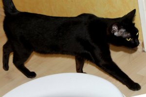 IMG_7028a Coco Chanel.jpg