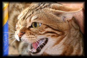 Chayenne faucht a.jpg