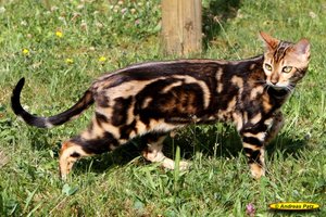 03 Bengalkatze Al Jannas Wild like Me.jpg
