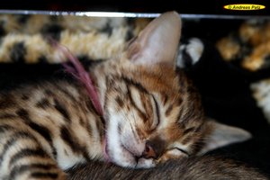 Bengalkitten Ayla01.jpg