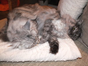 Wasserschaden 05.01.2012 013.JPG