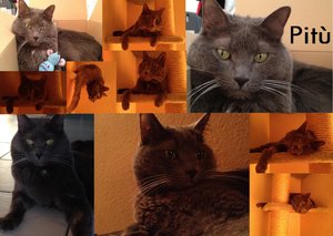 Pitù Januar 2012.jpg