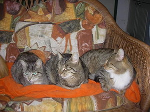 2010 Katzen und Plüschis 145.JPG
