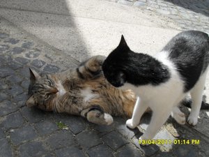 mit Streunerle 4 023 [800x600].jpg